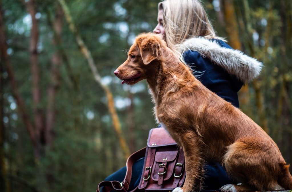 National Guide Dog Month: History, Etiquette Tips, and Facts